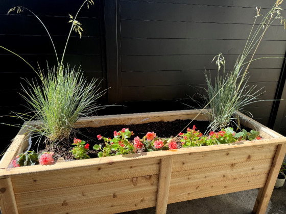 Red flowers and green bushes in a raised wooden garden bed